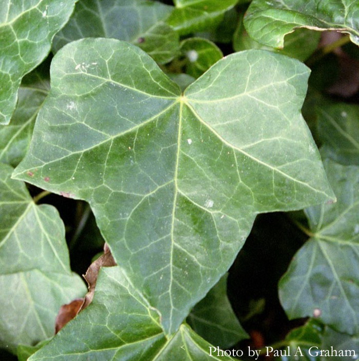 English Ivy Leaf Extract Benefits