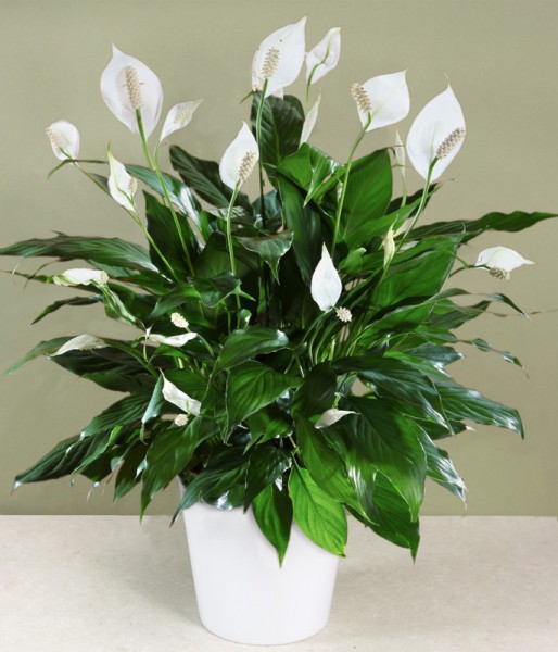 purify-your-home-naturally-6-air-purifying-house-plants-peace-lily