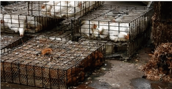 usda-on-board-with-shipping-u-s-chickens-to-china-for-processing-then-re-entry-to-states-for-human-consumption