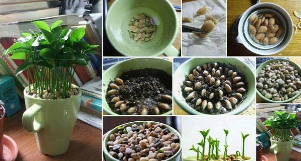 how-to-grow-a-lemon-tree-in-a-cup